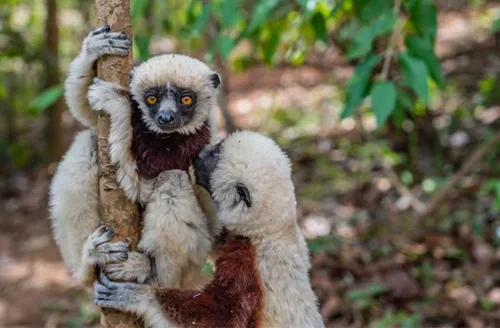 Wild Madagascar