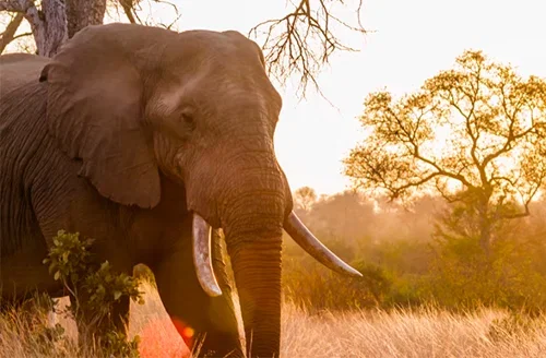 Essential Kruger Safari