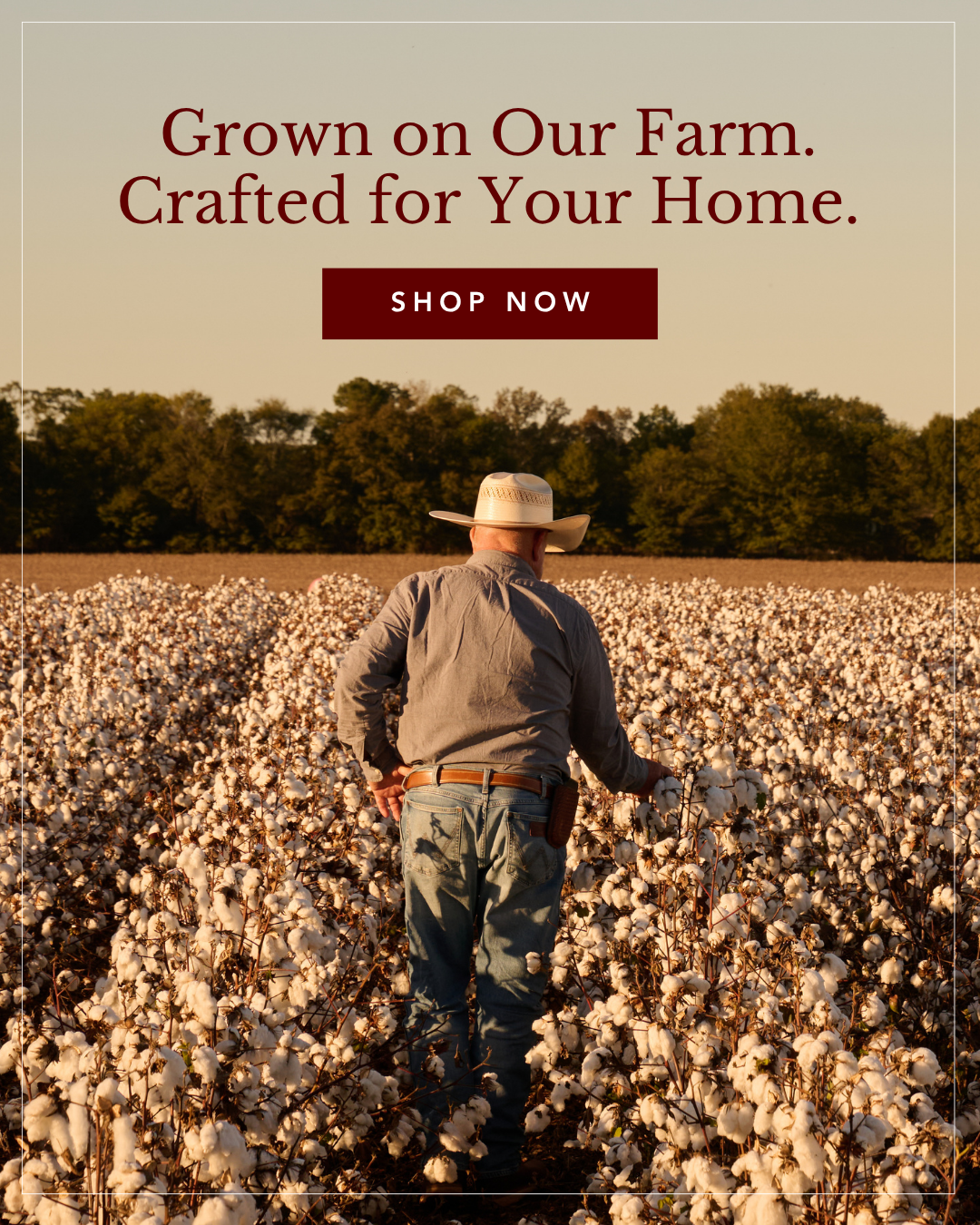 A farmer wearing a cowboy hat stands in a vast field of cotton at sunset.