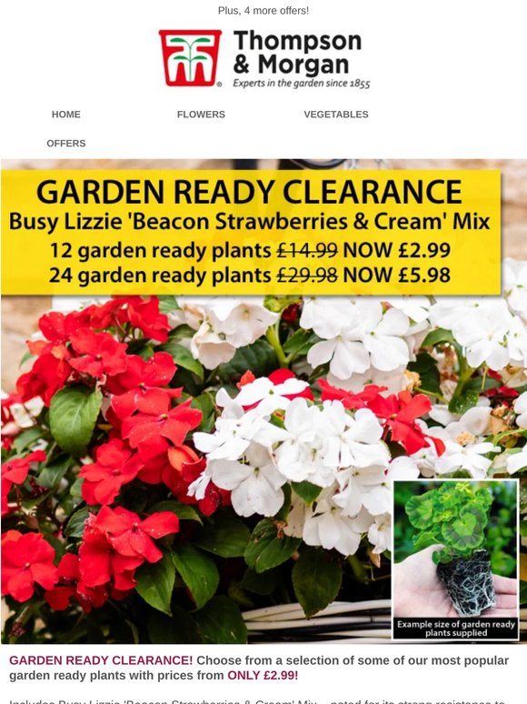 CLEARANCE! Garden Ready Busy Lizzies 25p each!