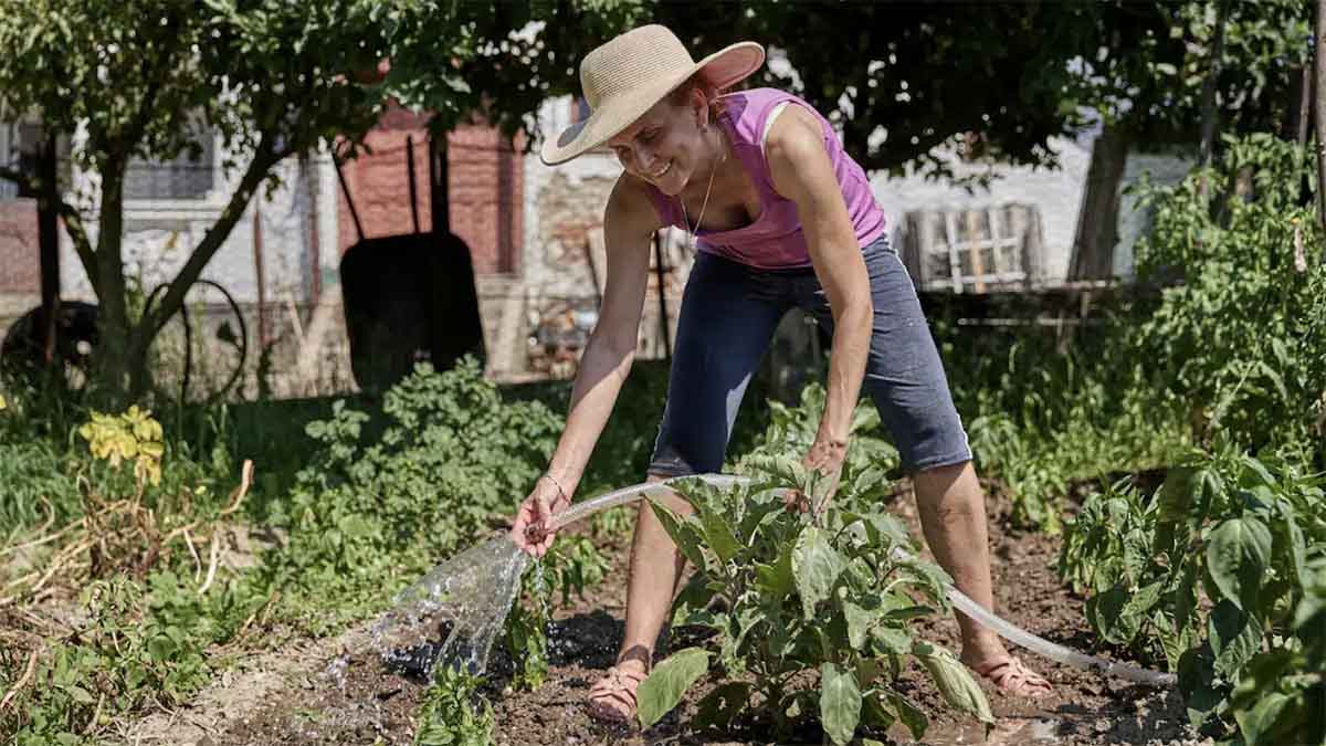 a woman watering vegetables in her garden