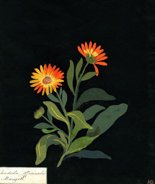 Paper collage of a marigold on black ink background.