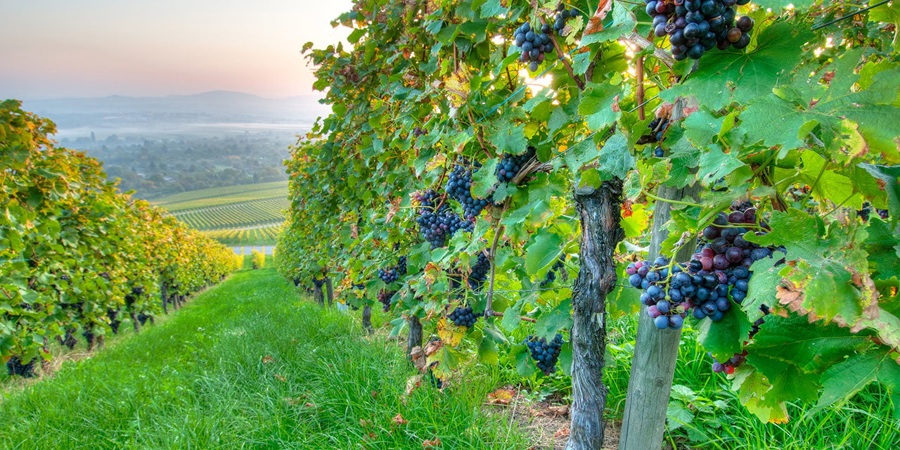 Fruit Wine History