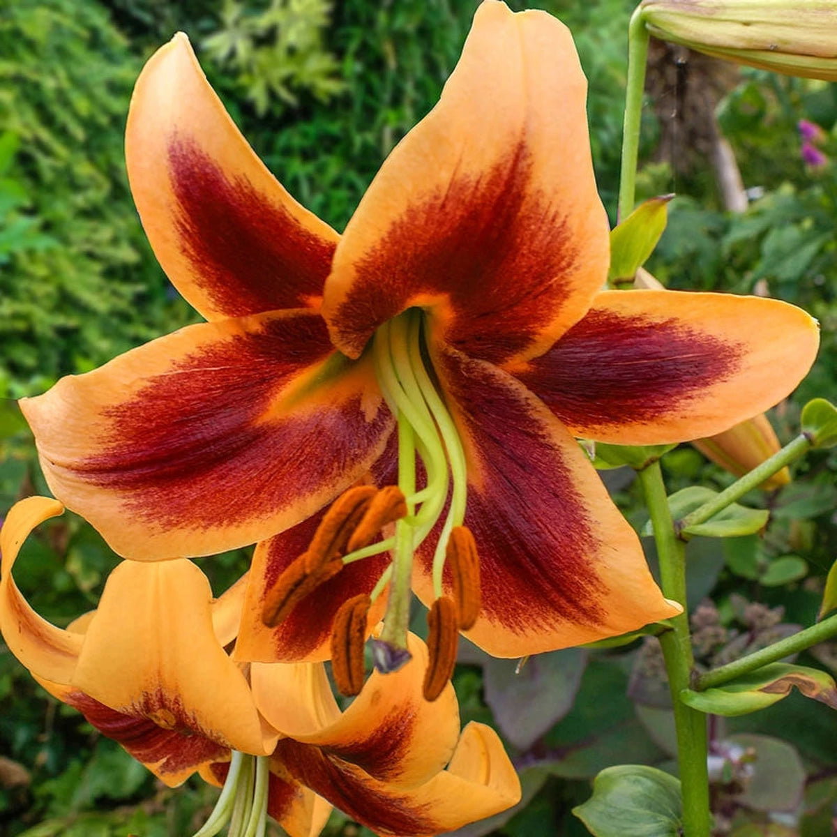 Red Morning Lily Tree®