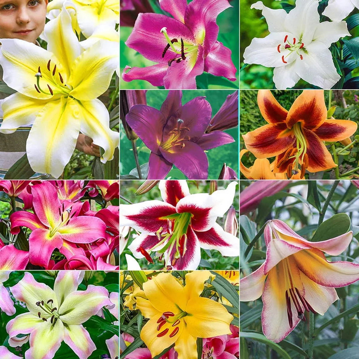 Ultimate Lily Tree® Collection
