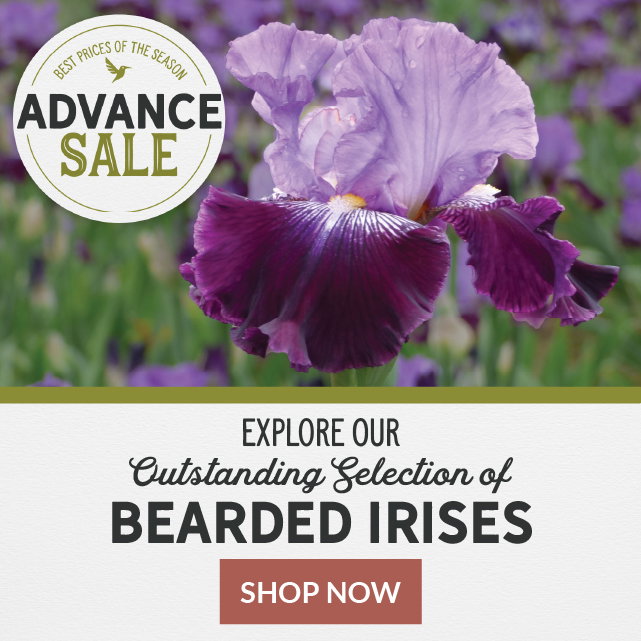 advance sale