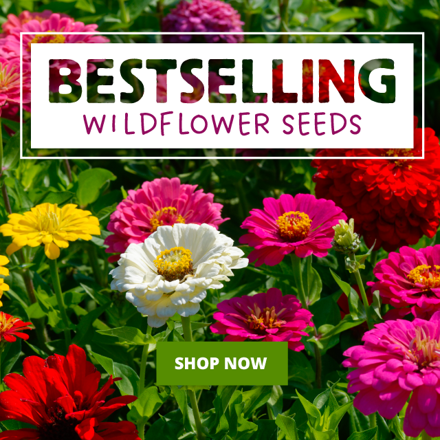 Bestselling wildflower seeds