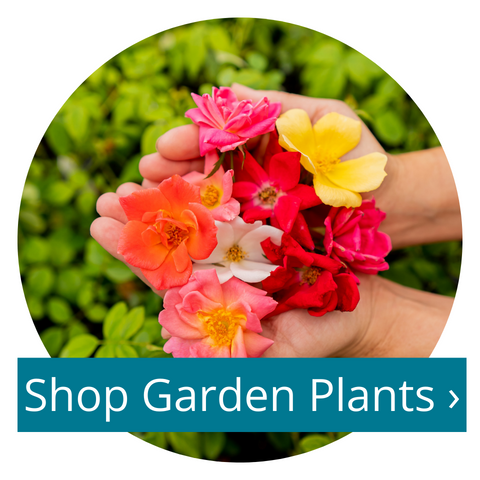 Shop Garden Plants