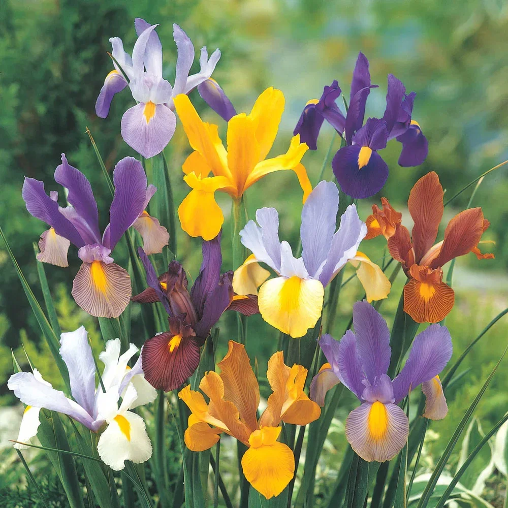 Dutch Iris Beauty Mix