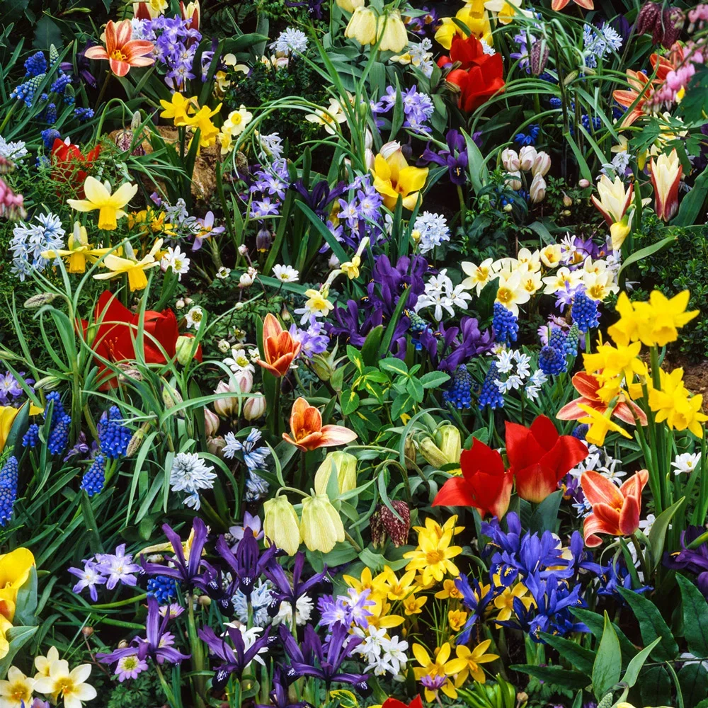Wild Flower Bulb Mix