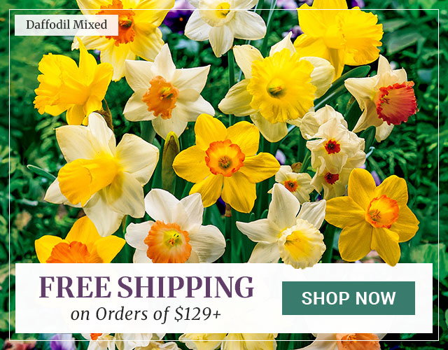 Free Shipping on Orders $129+