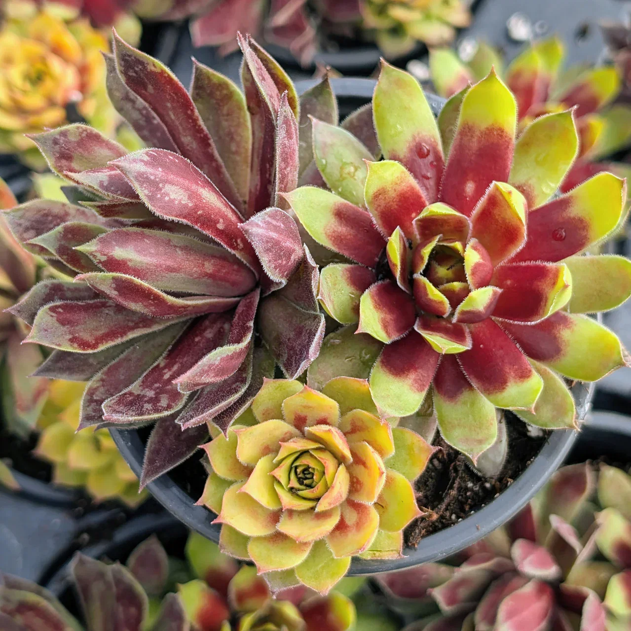 Image of Chick Charms® Trio 'Pot of Gold'