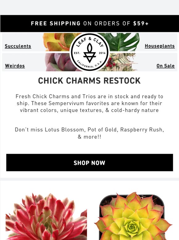 Fresh Chick Charms Just In! ✨