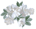 Botanical Beauty