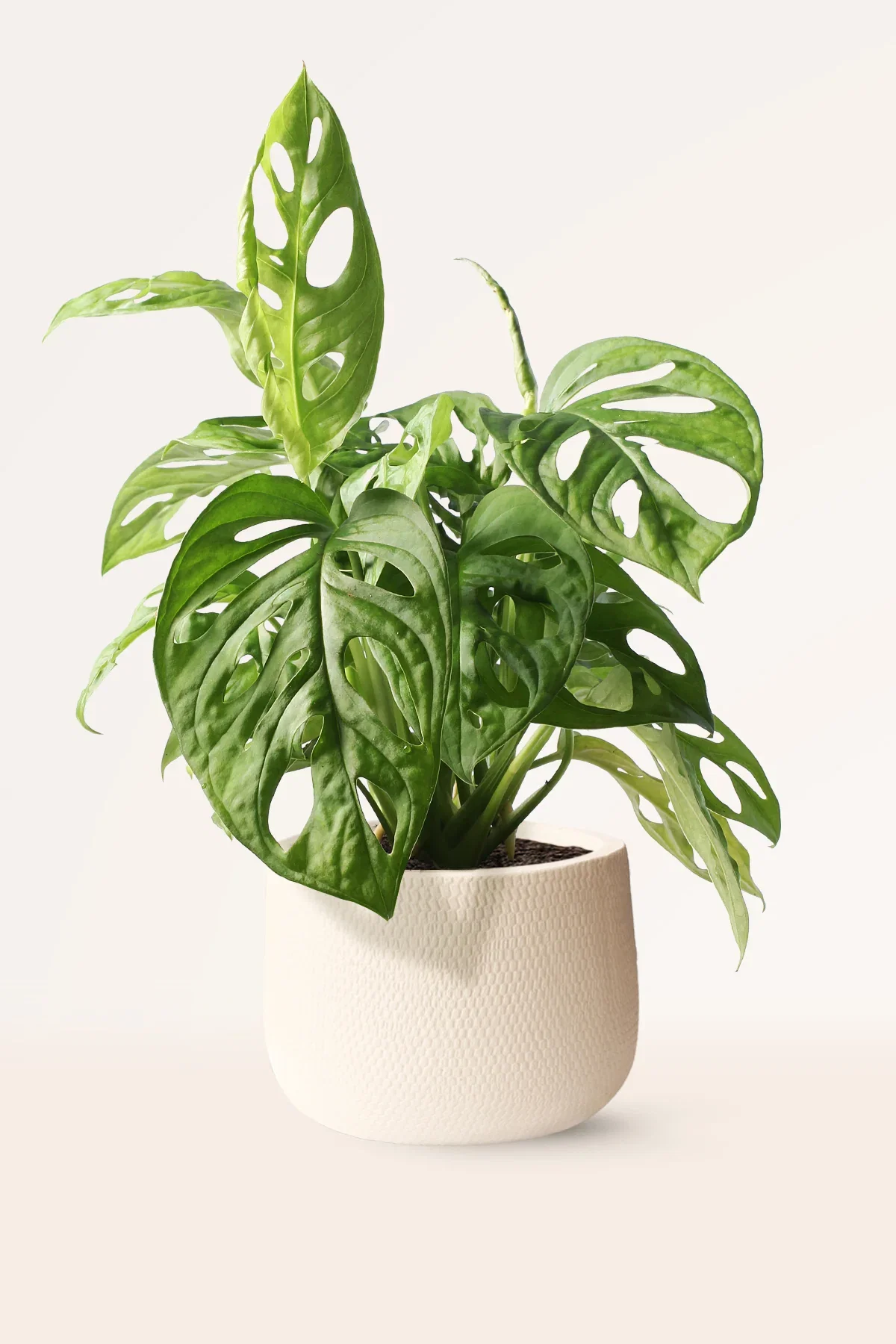 Image of Monstera Adansonii
