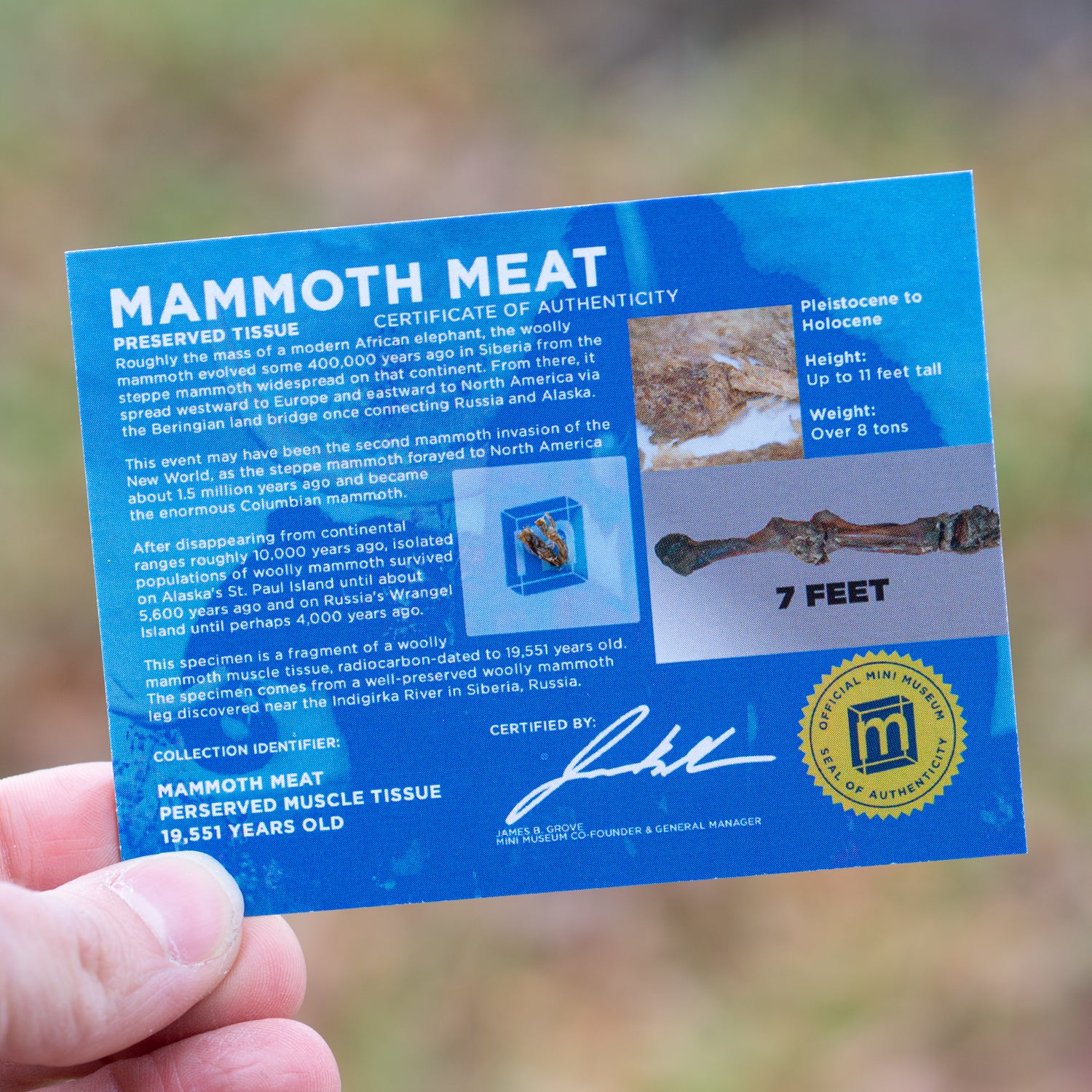 Image of Mammoth Meat - Display Card