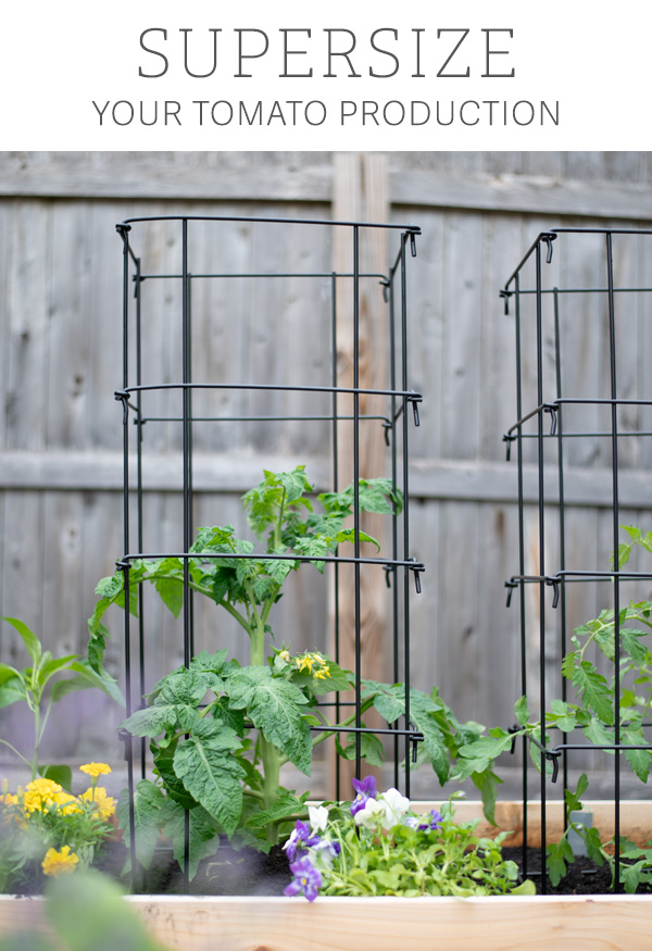 Supersize Your Tomato Production