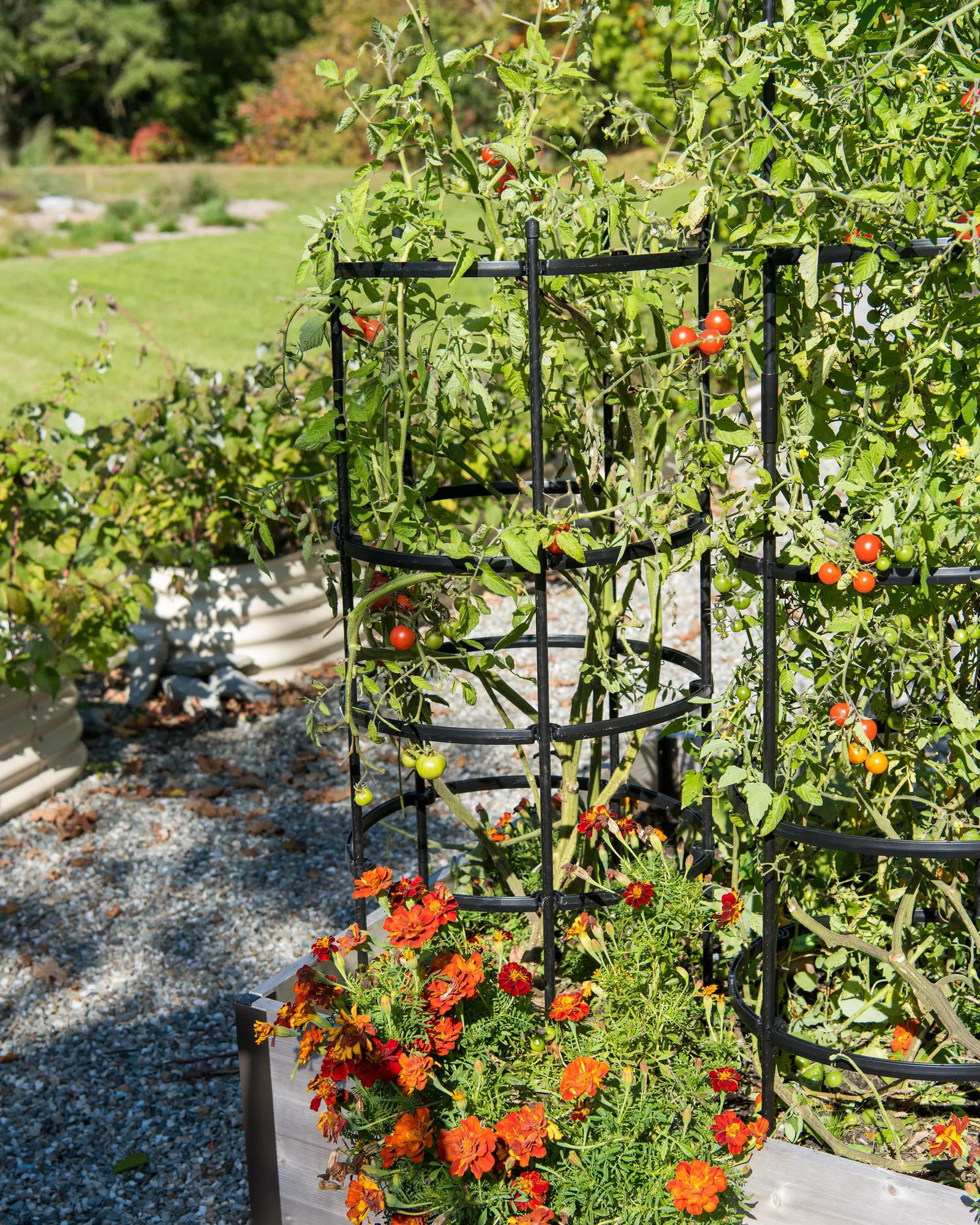 Image of Titan™ Tomato Cages, Set of 3
