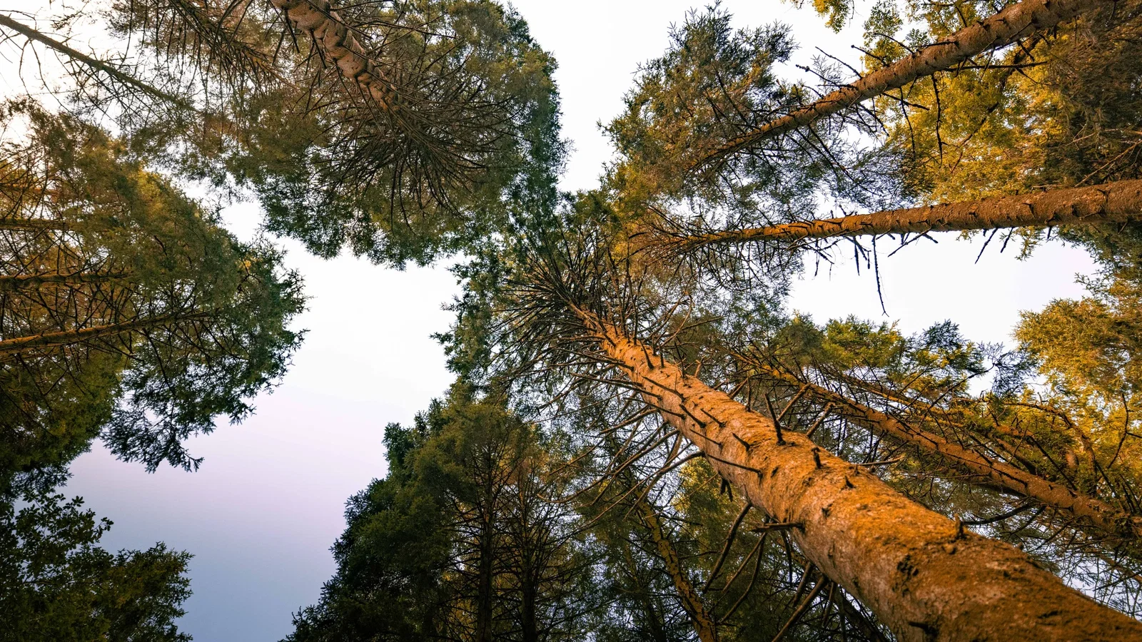 photograph of tall forest trees pointed to the sky