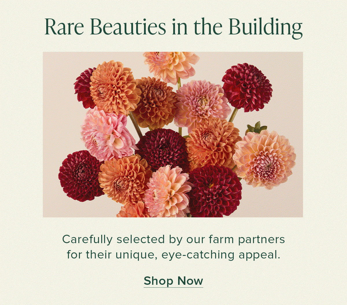 Rare Beauties in the Building. Carefully selected by our farm partners for their unique, eye-catching appeal. Shop Now. 