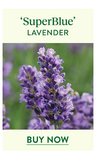 SuperBlue, Lavender