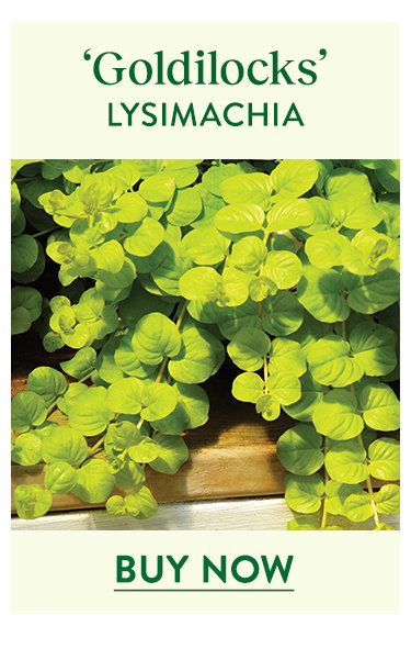 Goldilocks, Lyismachia