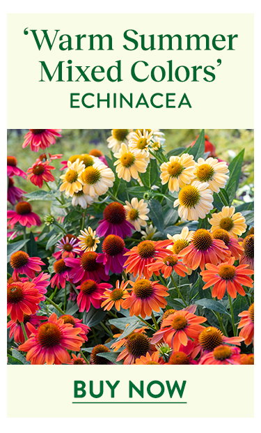 Perennial Plants