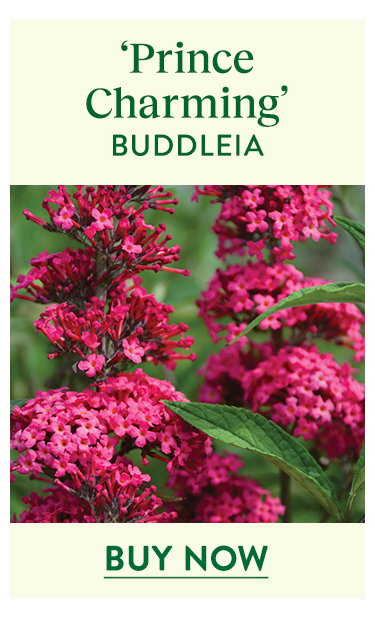 Prince Charming, Buddleia