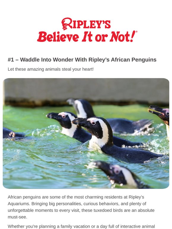 🐧 Waddle Into Wonder