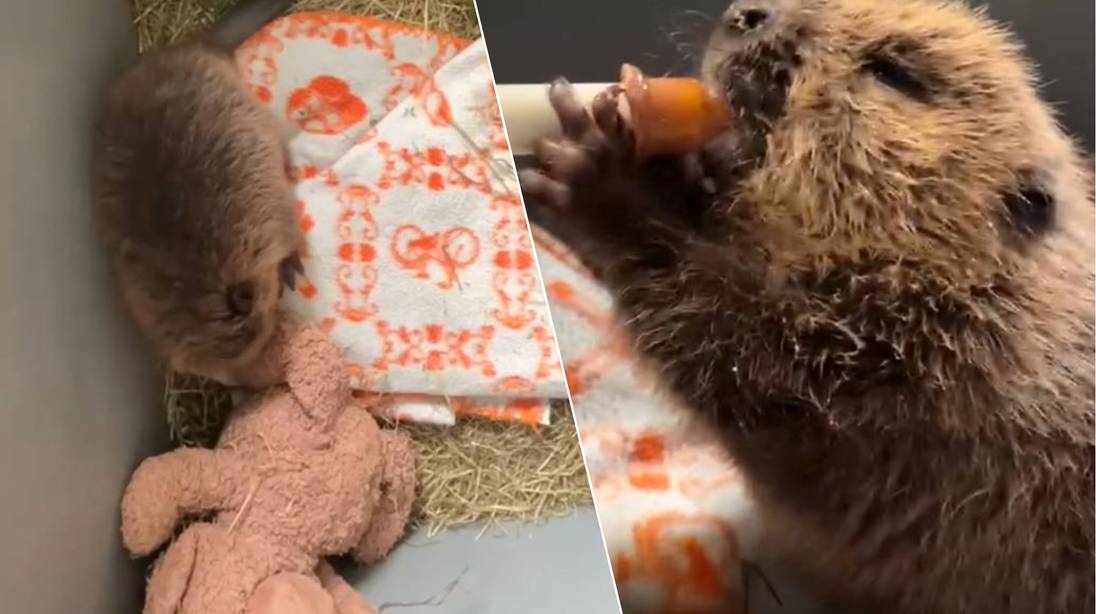 KIJK. Jonge bever krijgt melk uit spuit bij Natuurhulpcentrum Oudsbergen