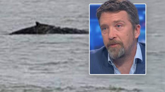 “Nog nooit zwom een bultrug zo ver de Schelde op”: marien bioloog legt uit waarom zo’n verdwaalde walvis zelden goed eindigt