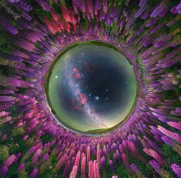 A photo taken from a fisheye perspective shows the Milky Way in a central circle, with a field of pink and purple lupins (<i>Lupinus</i>) wrapped to form a frame around it, as if the galaxy can be seen through a tunnel of flowers.
