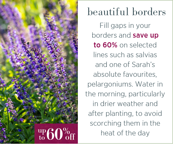 Beautiful borders. Fill gaps in your borders with bedding plants. Salvias, begonias and one of Sarah's absolute favourites, pelargoniums. Water in the morning, particularly in drier weather and after planting, to avoid scorching them in the heat of the day.