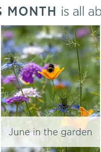 June in the garden