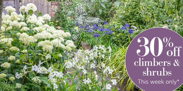 30% off climbers and shrubs, this week only*