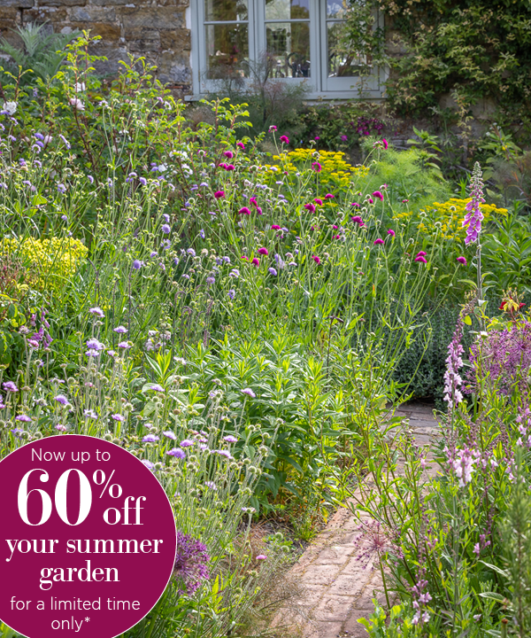 Now up to 60% off your summer garden, for a limited time only*