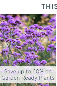 Save up to 50% on Garden Ready Plants