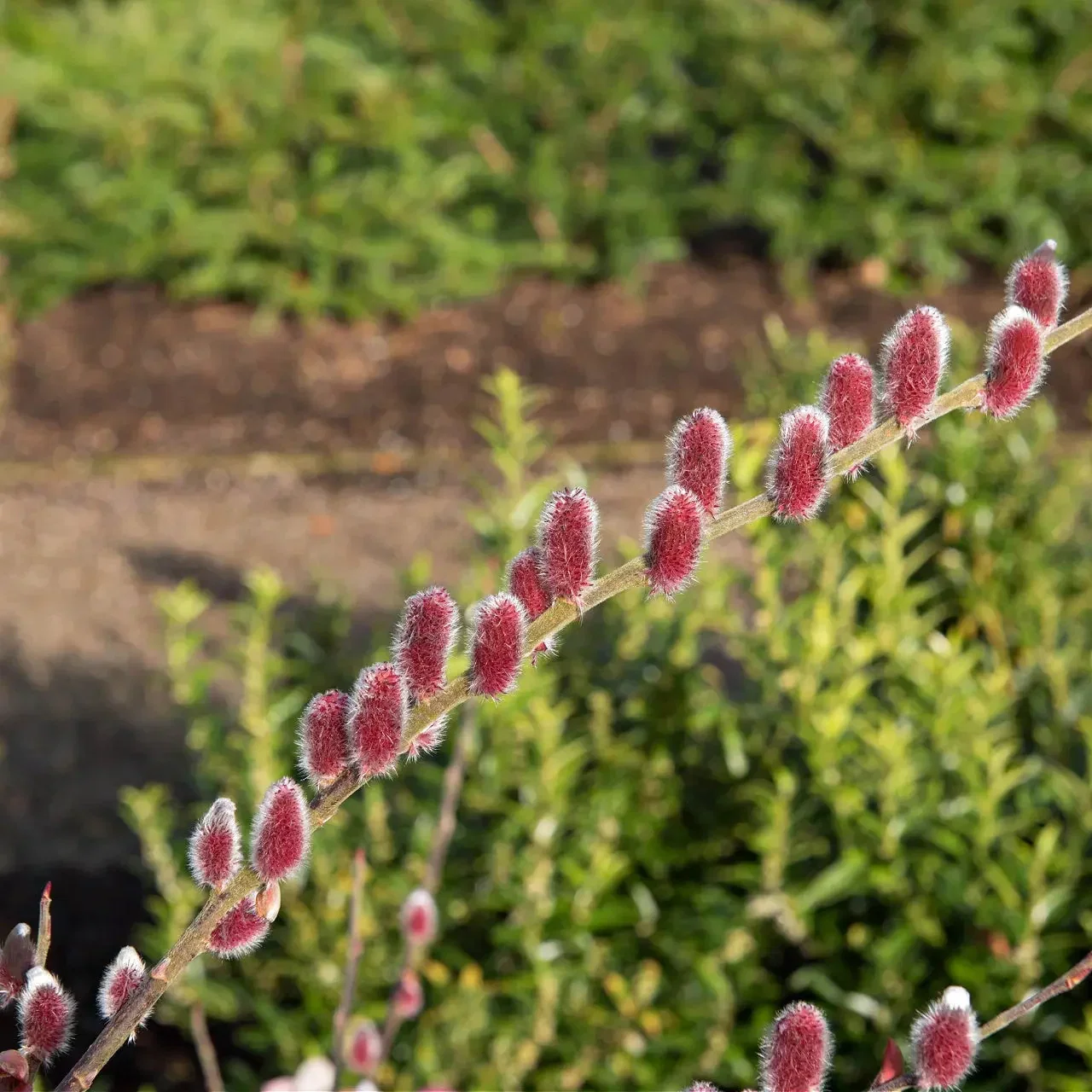 Image of Pussy Willow Live Stakes
