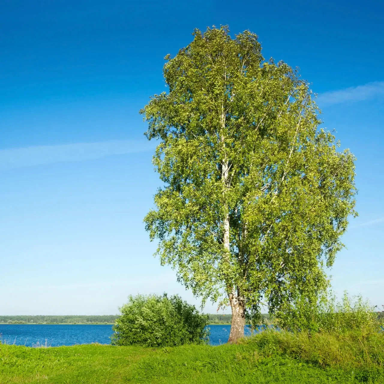 Image of River Birch Live Stakes