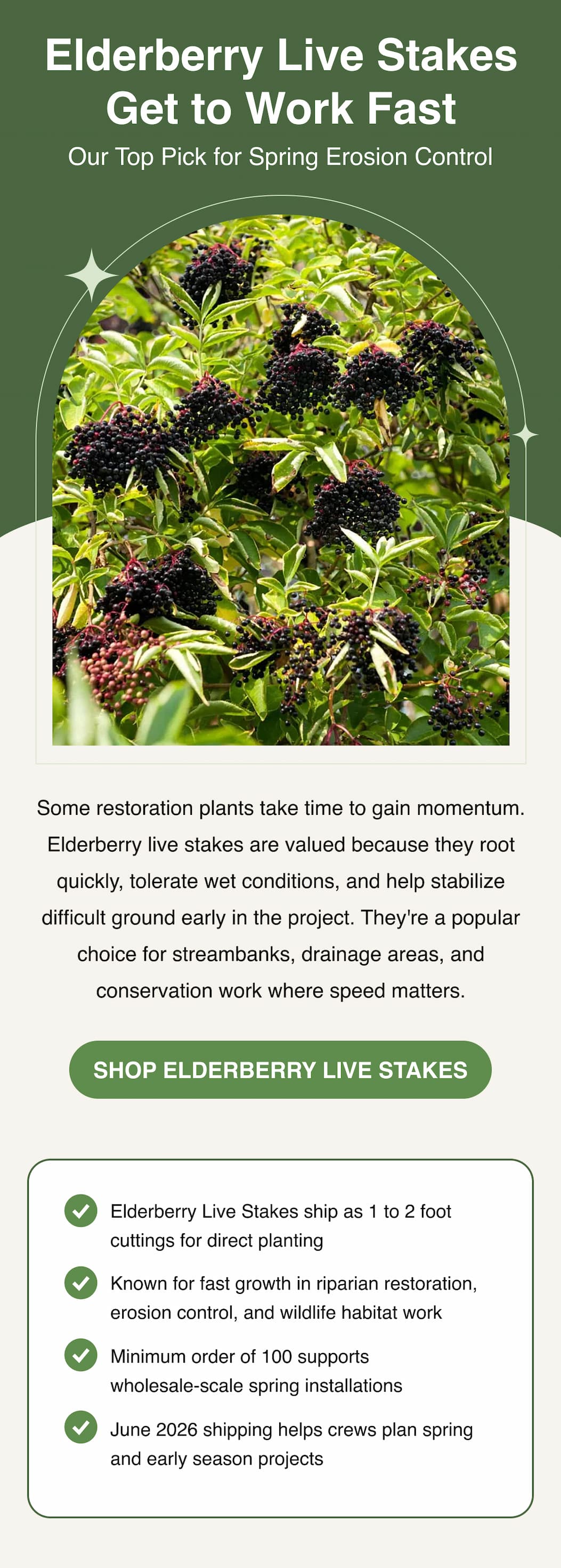 Elderberry Live Stakes