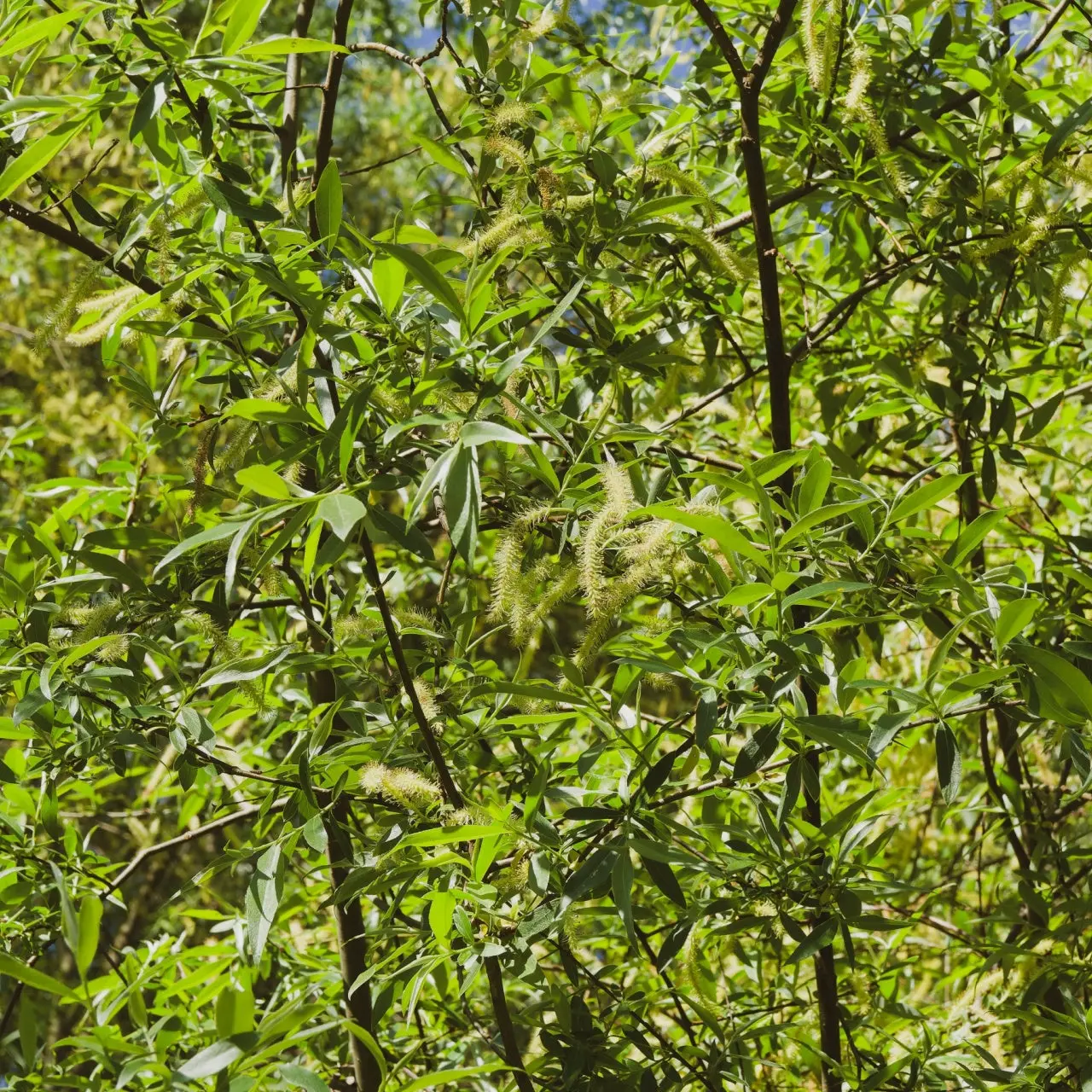 Image of Silky Willow Live Stakes
