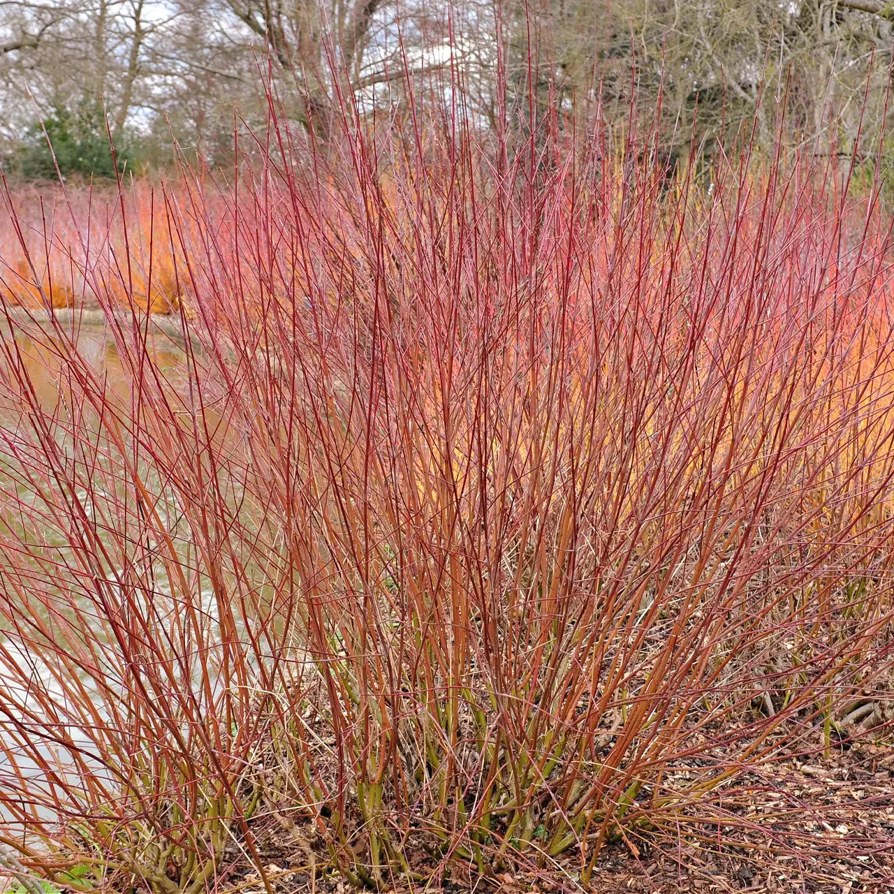 Image of Silky Dogwood Live Stakes