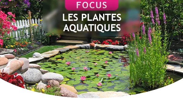 Focus plantes aquatiques