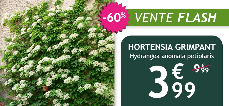 L'hortensia grimpant est à -60% soit 3,99€ au lieu de 9,99€ 