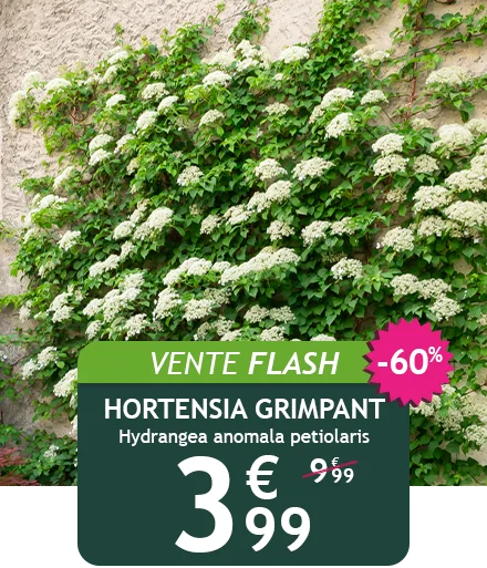 L'hortensia grimpant est à -60% de remise