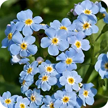 Myosotis des marais