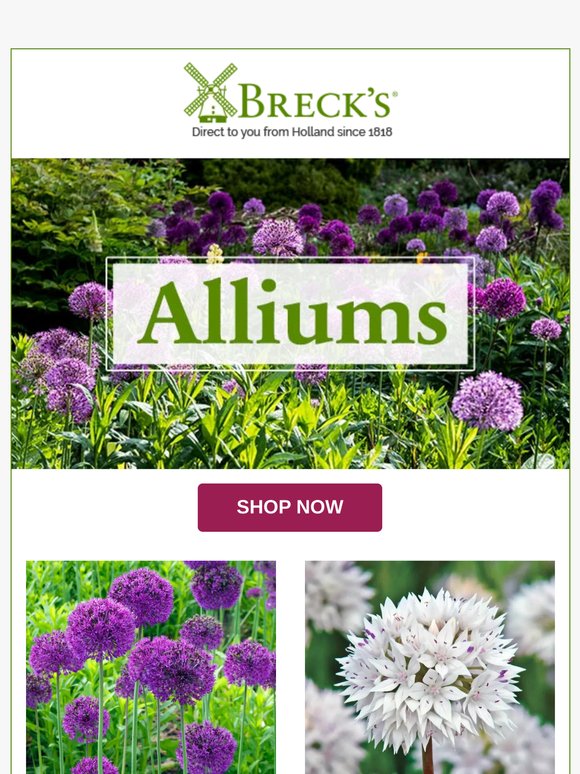 Alliums Add Stunning Spring and Summer Colour 🎨