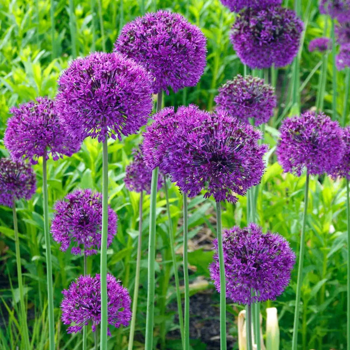 Persian Blue™ Allium