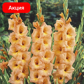 Карточка (63).png