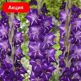 Карточка (64).png